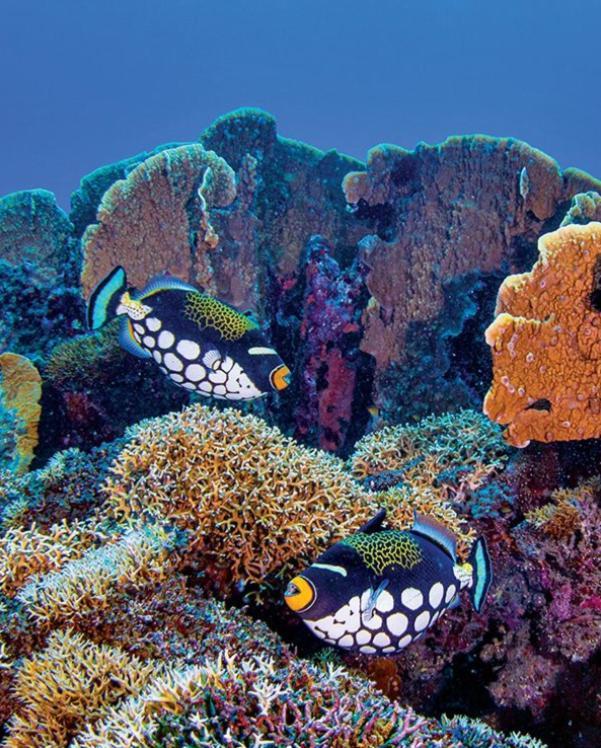 Pristine Paradise Dive Resort - Togean Islands, Una Una Pulau Unauna Luaran gambar
